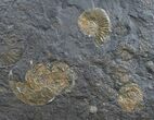 Multiple Plate Of Dactylioceras Ammonites #9708-1